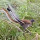 Superb Lyrebird