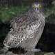 Blakiston's Fish Owl