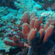 Unidentified Porifera photo from Wikipedia