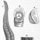 Scientific illustrations of leech anatomy