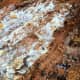 The white rot attacks and gradually kills trees.