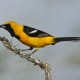 A hooded oriole