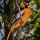 A Bullock's oriole photographed in our back yard in Rio Rancho, New Mexico.