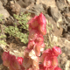 The lovely red flowers of this super plant, Rumex vesicarius L. ( February 2, 2019, Al- Wahba Crater, Harrt Kishb plateau, Western Saudi Arabia)