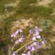 The gorgeous purple flowers of Diplotaxis acris are edible. (January 30, 2019, Al Bidea, Al Ula Governorate, Madinah Province Northwestern Saudi Arabia)