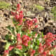 The leaves of "Hummaied" (Rumex vesicarius L.) can be eaten raw in salads or cooked with pulses and other menu of your desire. (February 2, 2019, WAl-Wahba Crater, Harrat Kishb, Western Saudi Arabia)