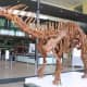 A skeletal cast of Amargosaurus
