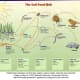 Food web in a natural ecosystem