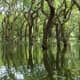 Mangrove Forest is an example of a natural ecosystem.