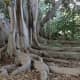 Buttress roots on bay fig tree at South Coast Botanical Garden in Palos Verdes Estates, California