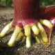 Prop roots of maize grow from the lower portion of the stem and prop up the tall plant.