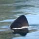 Dorsal fin of the basking shark