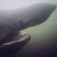 The pointed snout of the basking shark