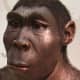 Homo erectus was the first hominid that actually looked human. They were first to make sophisticated stone tools, use fire and were also the first to leave Africa, colonising large areas of Eurasia successfully.
