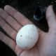 White Leghorn egg.