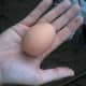 Rhode Island Red egg.