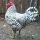 This is actually a Barred Rock rooster... my hens were being shy... but they look just like him, minus the large comb and height