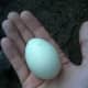Americauna egg.