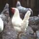 One of my prized white Leghorn ladies! (With some Dominique and Barred Rock buddies.)