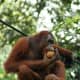 This is a Bornean orangutan with its slightly squarer head...