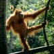 ...and the Sumatran orangutan with its slightly taller or longer head.