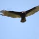 Turkey Vulture in flight