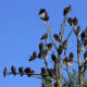 A Large Group of Turkey Vultures Roosting