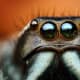 This photo shows the large front eyes of an adult male Paraphidippus aurantius jumping spider.