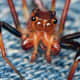 This photo shows the multiple eyes of a red jumping spider. 