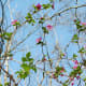 The flowers of salmonberry plants start to open up even before the leaves appear.