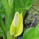 The spadix of a skunk cabbage with flowers