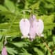 Pacific bleeding heart with pale pink flowers