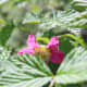 The flowers have a beautiful pink colour.