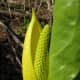 The spathe and spadix of a skunk cabbage