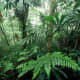 Saola habitat, Au Rong, Greater Annamites, central Vietnam. &copy; Jeremy Holden/WWF