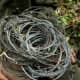 Patrol team with wire snares collected in saola habitat, central Laos (Nakai-Nam Theun National Protected Area), 2009. &Acirc;&copy; William Robichaud