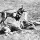war-dogs-of-wwi-first-great-european-war-world-war-one-1914-1918