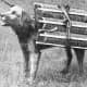 war-dogs-of-wwi-first-great-european-war-world-war-one-1914-1918