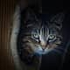 Cats understand if you're not a "people person" Hey, not everyone is.