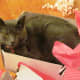 Nothing beats a cardboard box, except perhaps one lined with tissue paper.