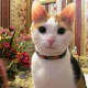 My own princess, Stella, is a recovering feral cat. She is skittish but very happy in my home.
