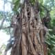 Strangler fig