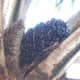 Oil palm fruit