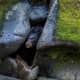 Black bears will hibernate during the winter months. They like to use fallen & hallowed out trees, large rocks and natural caves as their den sites.