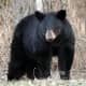 The Black Bear is the second largest mammal found in Algonquin Park, smaller only than the Moose. The average female Black Bear weighs between 45-70 kilograms. (99-154 lbs.) The largest Black Bear recorded in the park was a male & weighed 502 lbs.