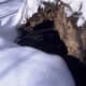 Bears in Algonquin will typically enter their den to begin hibernating in mid-Oct early November and emerge from their dens in Spring. (Late March to early April)