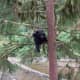 Black Bears are omnivores. (This means they will eat anything they can get) 95% of a Black Bears diet comes from plant matter. They have been known to climb great heights for food.