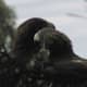 A Mating Pair of Tasmanian Wedge-Tailed Eagles in Their Nest