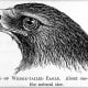 An 1880 Illustration of the Head of a Wedge-Tailed Eagle