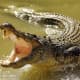 most-dangerous-animals-on-the-planet
